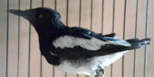 Panduan Lengkap: Cara Merawat Burung yang Sedang Mabung