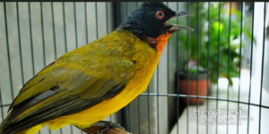 Mitos Memelihara Burung Kutilang Emas yang Perlu Diketahui