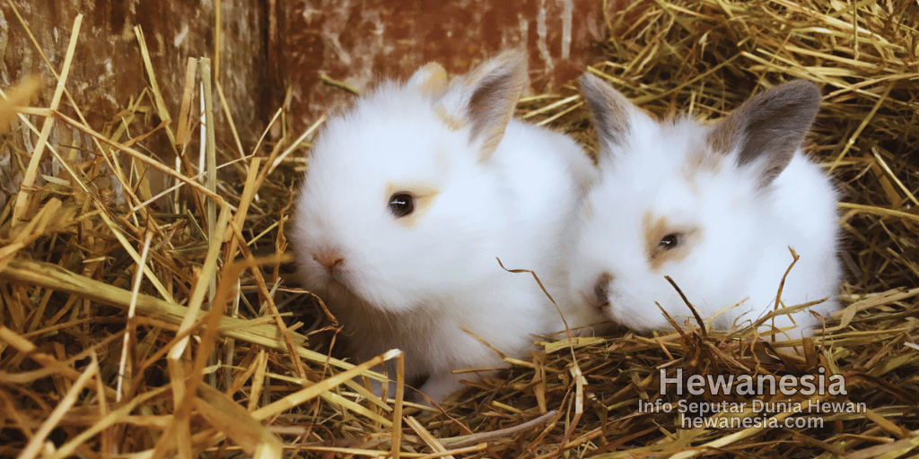 Tips Memelihara Anak Kelinci