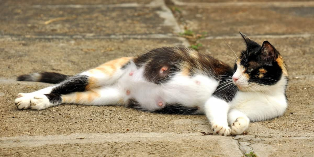 Solusi sederhana mengatasi kehamilan pada kucing betina
