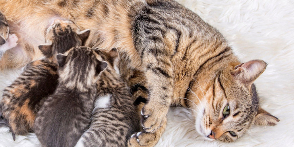 Tips efektif menghindari kehamilan pada kucing peliharaan