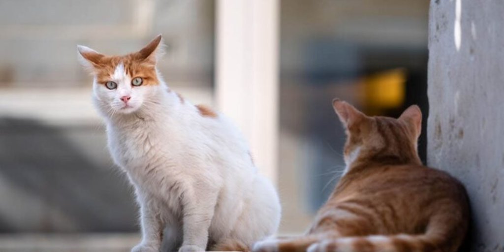 Bermain dan Berinteraksi Setiap Hari Merupakan Cara Efektif dalam Merawat Kucing Liar Agar Nurut.