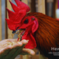 Cara Merawat Ayam Pelung